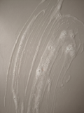 Tallow Soap